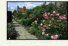 Click to go to the Gardeners' Question Time website
